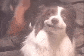 a brown and white dog is sitting on a couch and smiling .