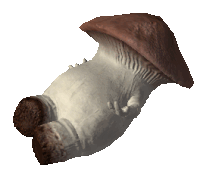 a mushroom with a brown hat and a white body