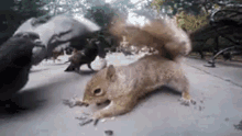 Squirrels Foot Fight GIF - Squirrels Foot Fight Food GIFs