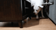 Ball Under The Table Ball Toy GIF - Ball Under The Table Ball Toy Get The Ball GIFs
