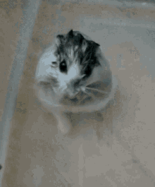 Hamster Hamster Bath GIF