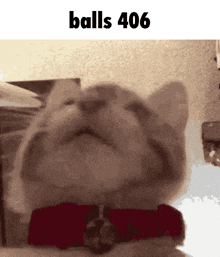 a cat wearing a red collar with the text balls 406