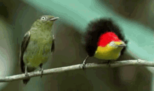 Freaking Out Bird Style GIF