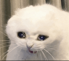 a white cat with a sad look on its face is looking at the camera .