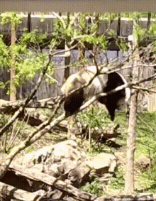 утро Panda GIF - утро Panda Climbing GIFs