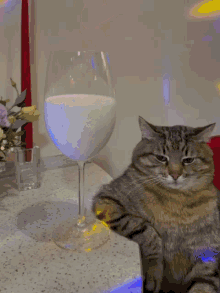 Purify Restful Cat GIF - Purify Restful Cat Distinguished Cat GIFs