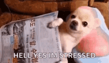 Stressed Out Stress Level GIF - Stressed Out Stress Level Dog GIFs