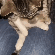 Cat Belly GIF - Cat Belly GIFs