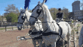 two white horses are pulling a carriage with a woman riding