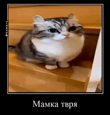 мамка Komaru Cat GIF - мамка Komaru Cat Komaru Everyday GIFs