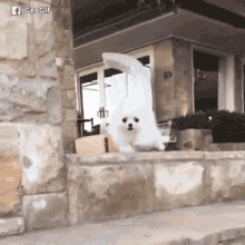 Dog Blowing Up GIF - Dog Blowing Up GIFs