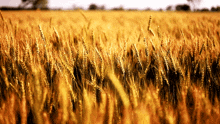 Wheat Relaxing GIF