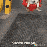 Marina Call GIF