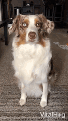 a dog sitting on a carpet with the word viralhog on the bottom left