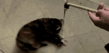 Pekoe Cat GIF
