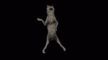 What The Fuck Dance Party GIF - What The Fuck Dance Party Animal GIFs