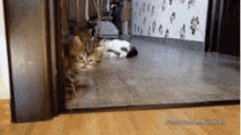 Cute Cats GIF - Cute Cats Rattled GIFs