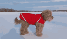 Hershey Dog GIF - Hershey Dog Red GIFs