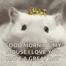Good Morning My Mouse Rats GIF