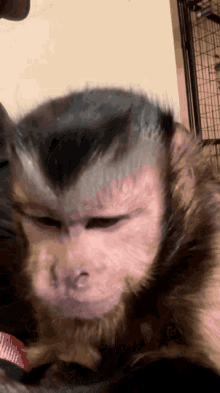 Monkey Serious GIF - Monkey Serious Chilling GIFs