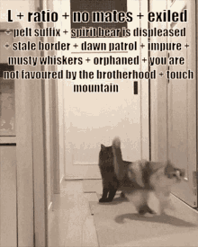 Seaside Divide Warrior Cats GIF - Seaside Divide Warrior Cats Exiled GIFs