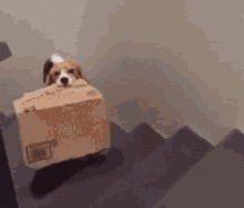 Ludo Beagle GIF - Ludo Beagle Box GIFs