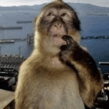 a monkey is standing in front of a body of water and cleaning its face .