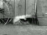 a black and white photo of a cat laying on the ground in front of a wooden fence and a bucket .