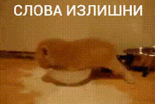 слова излишни миска GIF - слова излишни миска кот GIFs