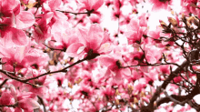 車厘 GIF - Cherry Cherryblossom Sakura GIFs
