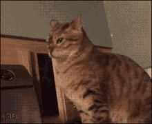 Cat Slap GIF - Cat Slap Slam GIFs