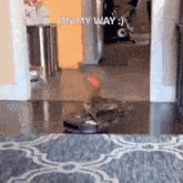 a chicken sitting on top of a robotic vacuum cleaner with the words on my way written below it