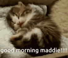 Good Morning Maddie GIF - Good Morning Maddie Gm Maddie GIFs