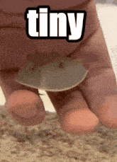 Tiny Creature GIF - Tiny Creature Horseshoe GIFs