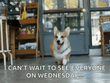 Corgi Excited GIF - Corgi Excited Dog GIFs