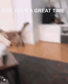 Bye Have A Great Time Shiro GIF - Bye Have A Great Time Shiro Cat GIFs
