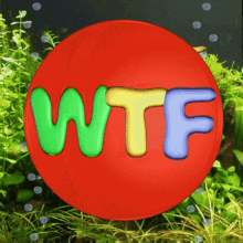 Wtf What Is It GIF - Wtf What Is It Whats Up GIFs