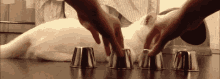 First Try GIF - Cats Animals Shell Game GIFs