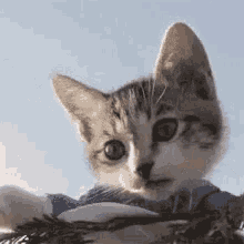 Salute Cat GIF - Salute Cat Cute GIFs