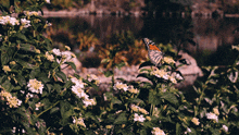 Butterfly And Flowers GIF - Butterfly And Flowers GIFs