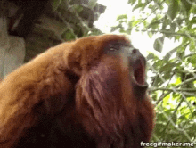 Monkey Screaming GIF - Monkey Screaming GIFs