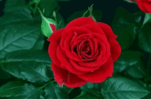 Rose Romance GIF - Rose Romance Bloom GIFs
