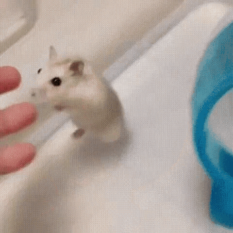 Mouse Cute GIF - Mouse Cute Come Here - Discover & Share GIFs