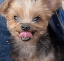 a small dog with its tongue hanging out is sitting in a person 's lap .