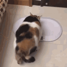 Fat Fat Cat GIF - Fat Fat Cat Super Fat Cat GIFs