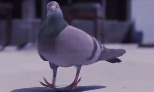 Funny Bird GIF - Funny Bird Pigeon - Discover & Share GIFs