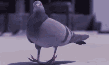 funny bird pigeon dance im better then teddy
