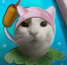 a close up of a cat wearing a pink hat