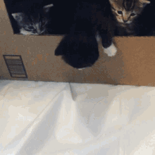 Xenon Kitten GIF - Xenon Kitten Escape GIFs