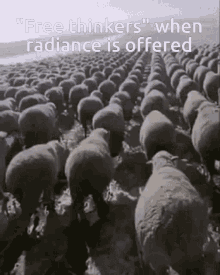 free thinker sheep rounds radiance